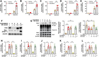 Macrophage Paired Immunoglobulin-Like Receptor B Deficiency Promotes Peripheral Atherosclerosis in Apolipoprotein E–Deficient Mice